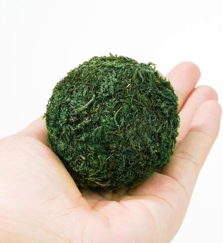 6pcs Natural Green Moss Decorative Ball,Natural Green Moss Balls Handmade Decorative Moss Hanging Balls for Garden Patio Home Table Decor Party Weddings Display Props Decor (Green, 6) in Kuwait