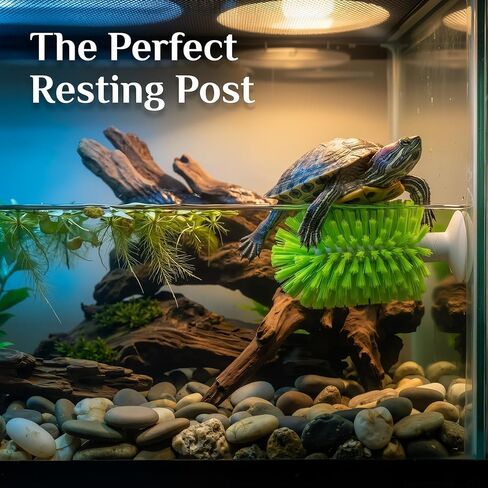 3-Piece Turtle Shell Brush & Feeder Ball Set, Turtle Tank Care Accessories in Saudi Arabia