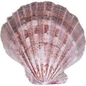 PPCLION 2 PCS 6" Large Great Scallop Shells Brown Lion's Paw Baking Seashells in Kuwait