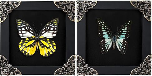 Real Luna Moth White Framed, Taxidermy Butterfly Insect Shadow Box Wooden Nature Decor Gothic, Entomology Display Mounted Moth Preserved Goth Gift Insect Lover Home Living Gallery K19-125-TR in Kuwait
