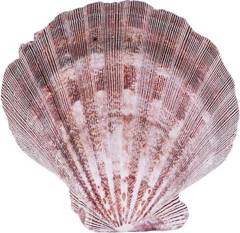 PPCLION 2 PCS 6" Large Great Scallop Shells Brown Lion's Paw Baking Seashells in Kuwait