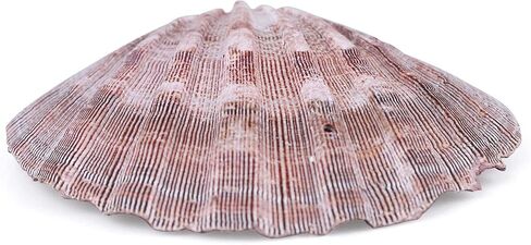 PPCLION 2 PCS 6" Large Great Scallop Shells Brown Lion's Paw Baking Seashells in Kuwait