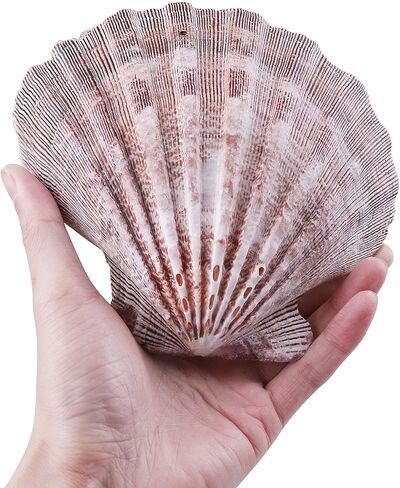 PPCLION 2 PCS 6" Large Great Scallop Shells Brown Lion's Paw Baking Seashells in Kuwait