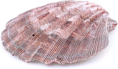 PPCLION 2 PCS 6" Large Great Scallop Shells Brown Lion's Paw Baking Seashells in Kuwait