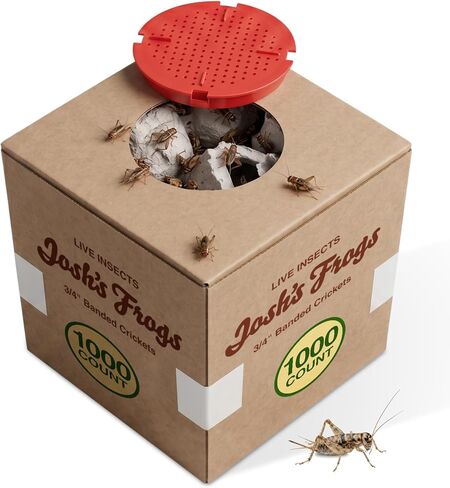 Josh's Frogs 3/4" Banded Feeder Crickets for Pets (500 Count) in Saudi Arabia