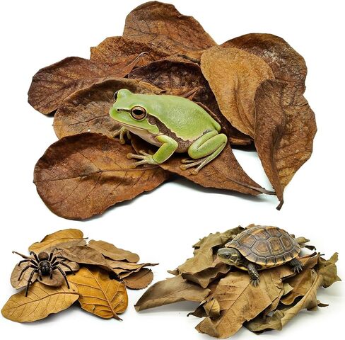 60PCS Dry Oak Leaf Litter Substrate Terrarium Bedding for Reptiles in Kuwait
