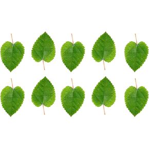 Awesome Aquatic Aquarium Catappa Indian Almond Leaves, 10 Count, 4–6 Inch in Kuwait