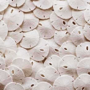 Real Sand Dollars for Crafts, White Natural Mini Shells Under 1" in, 50pcs in Saudi Arabia