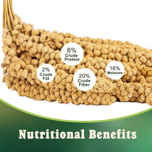 RANZ 5LB Spray Millet for Birds, Natural Sun-Dried Treat for Parakeets & Parrots in Kuwait