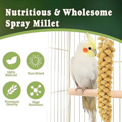 RANZ 5LB Spray Millet for Birds, Natural Sun-Dried Treat for Parakeets & Parrots in Kuwait