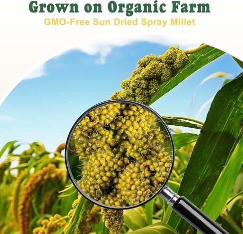 RANZ 5LB Spray Millet for Birds, Natural Sun-Dried Treat for Parakeets & Parrots in Kuwait