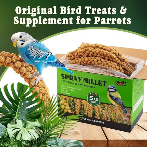 RANZ 5LB Spray Millet for Birds, Natural Sun-Dried Treat for Parakeets & Parrots in Kuwait
