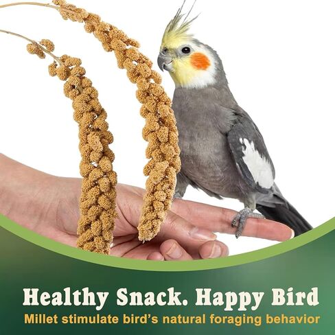 RANZ 5LB Spray Millet for Birds, Natural Sun-Dried Treat for Parakeets & Parrots in Kuwait