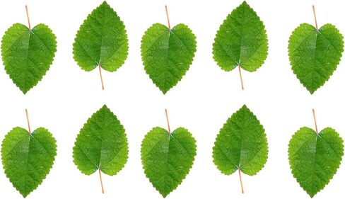 Awesome Aquatic Aquarium Catappa Indian Almond Leaves, 10 Count, 4–6 Inch in Kuwait
