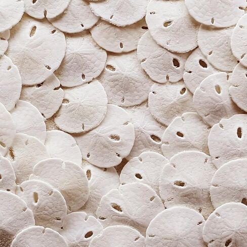 Real Sand Dollars for Crafts, White Natural Mini Shells Under 1" in, 50pcs in Saudi Arabia