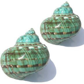Large Conch Shell 2PCS 4"-4.5" Natural Seashells for Hermit Crab Fish Tank Wedding Decor Beach Theme Party, Home Decorations,DIY Crafts