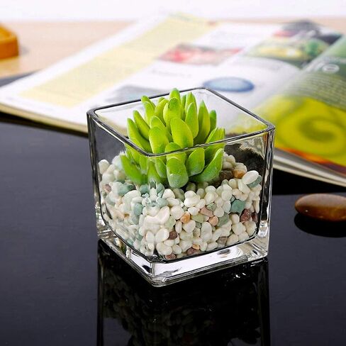 plant Square Glass Vase Clear Flower Decorative Centerpiece for Home or Wedding, Candle Holder, 5 x 5, Set of 2 in Saudi Arabia