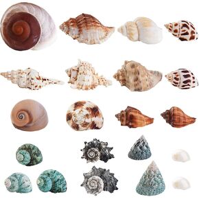 21PCS Hermit Crab Shells 0.9"-3.5" Natural Seashells Opening 0.5"-1.7" in Saudi Arabia