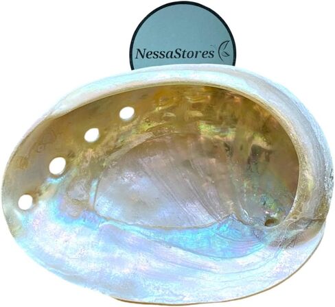 NESSASTORES - حرفة الشاطئ المصقولة على جانب واحد من أذن البحر باللون الأحمر مقاس 2 بوصة - 3 بوصة #JC-020 (12 قطعة) in Kuwait