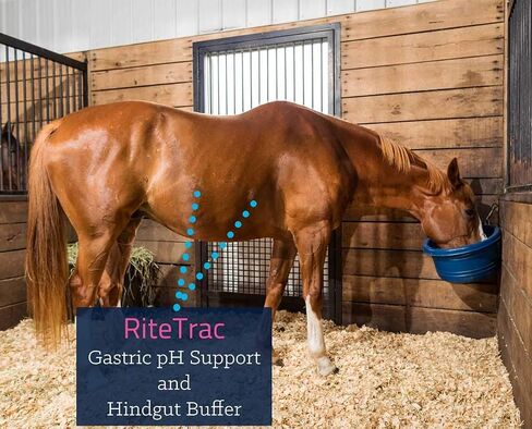 Kentucky Equine Research RiteTrac: Total Digestive Tract Support for Horses, 3 kg (25 Servings) in Kuwait