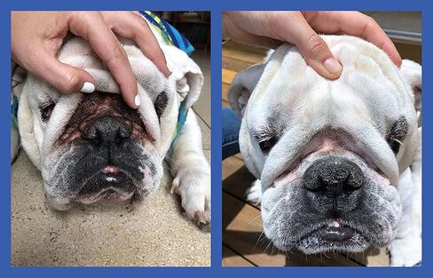 Squishface Wrinkle Paste (2oz) & 5x7 Wipes Bundle - Clean Wrinkles, Tear Stains, Tail Pockets, Paws – Anti-Itch, Deodorizing - Great for English Bulldogs, Pugs, Frenchies, French Bulldogs & Any Breed in Kuwait