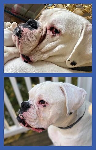 Squishface Wrinkle Paste (2oz) & 5x7 Wipes Bundle - Clean Wrinkles, Tear Stains, Tail Pockets, Paws – Anti-Itch, Deodorizing - Great for English Bulldogs, Pugs, Frenchies, French Bulldogs & Any Breed in Kuwait