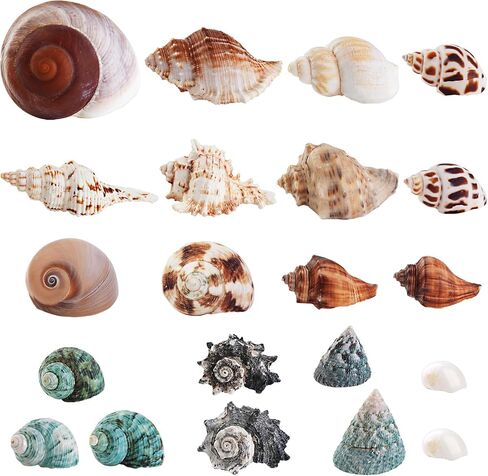 21PCS Hermit Crab Shells 0.9"-3.5" Natural Seashells Opening 0.5"-1.7" in Saudi Arabia