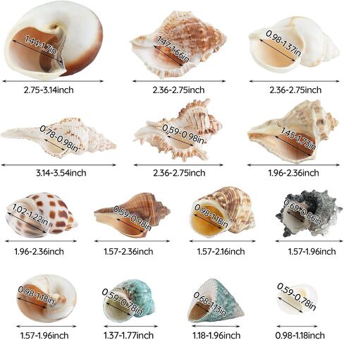 21PCS Hermit Crab Shells 0.9"-3.5" Natural Seashells Opening 0.5"-1.7" in Saudi Arabia
