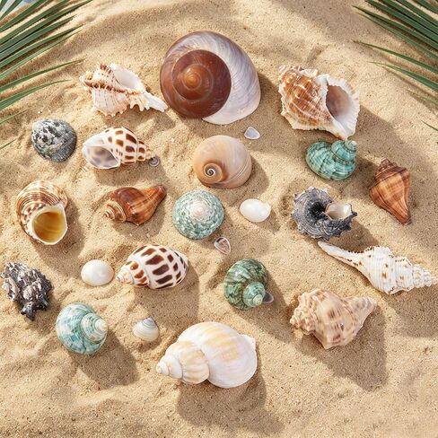 21PCS Hermit Crab Shells 0.9"-3.5" Natural Seashells Opening 0.5"-1.7" in Saudi Arabia