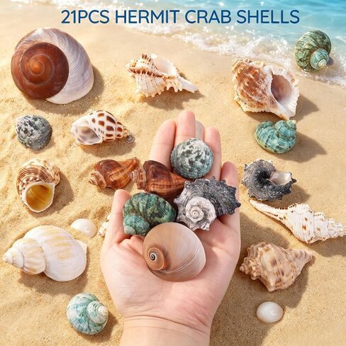 21PCS Hermit Crab Shells 0.9"-3.5" Natural Seashells Opening 0.5"-1.7" in Saudi Arabia