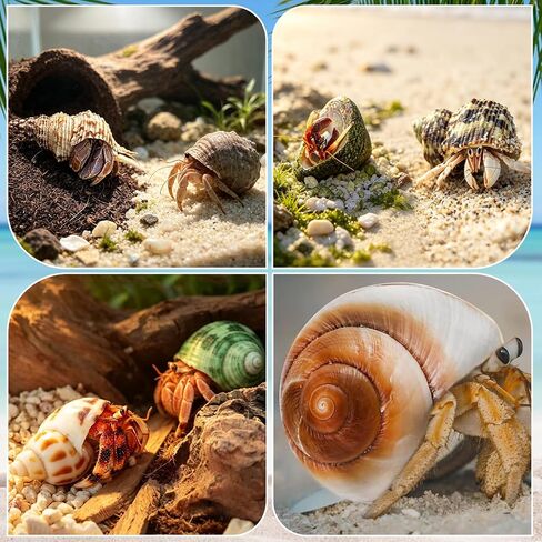 21PCS Hermit Crab Shells 0.9"-3.5" Natural Seashells Opening 0.5"-1.7" in Saudi Arabia