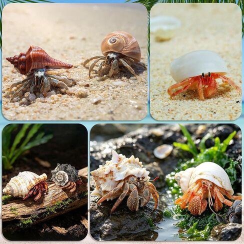 21PCS Hermit Crab Shells 0.9"-3.5" Natural Seashells Opening 0.5"-1.7" in Saudi Arabia
