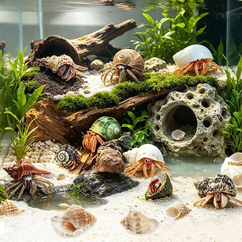 21PCS Hermit Crab Shells 0.9"-3.5" Natural Seashells Opening 0.5"-1.7" in Saudi Arabia