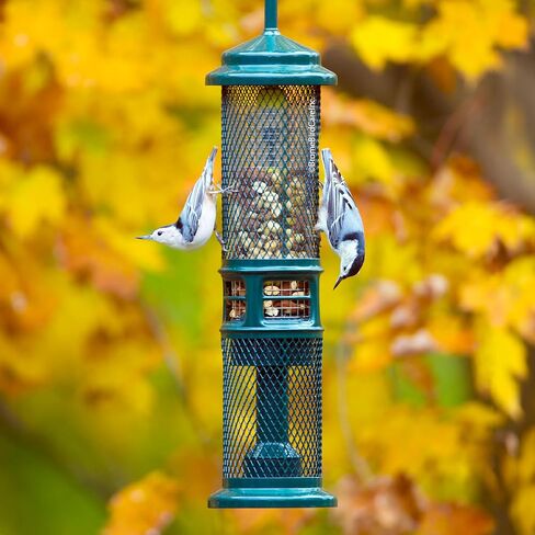 Squirrel Buster Nut Truly Squirrel-Proof Bird Feeder in Kuwait