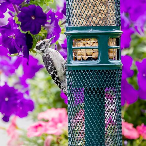 Squirrel Buster Nut Truly Squirrel-Proof Bird Feeder in Kuwait