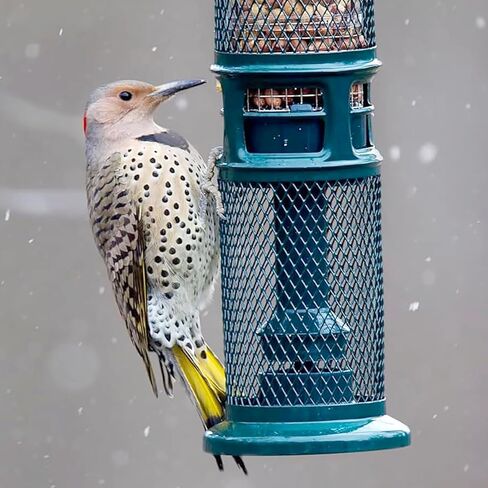 Squirrel Buster Nut Truly Squirrel-Proof Bird Feeder in Kuwait