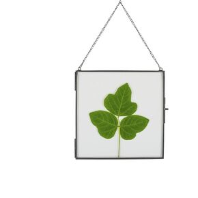 NCYP Large Hanging Glass Frame for Pressed Dried Flowers Plant, Certificate, Photo, Picture - 11x14.1 Inch Ornament Specimen Clip, Handmade, Indoor Wall Vertical Decor, Black (Glass Frame Only) in Saudi Arabia