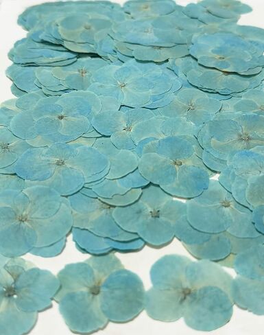 25pcs Light Blue Hydrangea Dried Pressed Flowers Real Natural Flowers for Resin Candle Card Making Wedding Invitations Scrapbooking Christmas Crafts DIY in Saudi Arabia