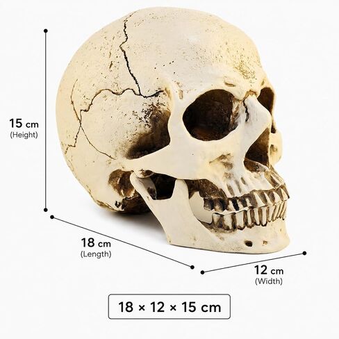 ENNAS 1:1 Resin Skull Head Model Simulation Skeleton Head Medical Skull Art Copy for Halloween Decor in Saudi Arabia