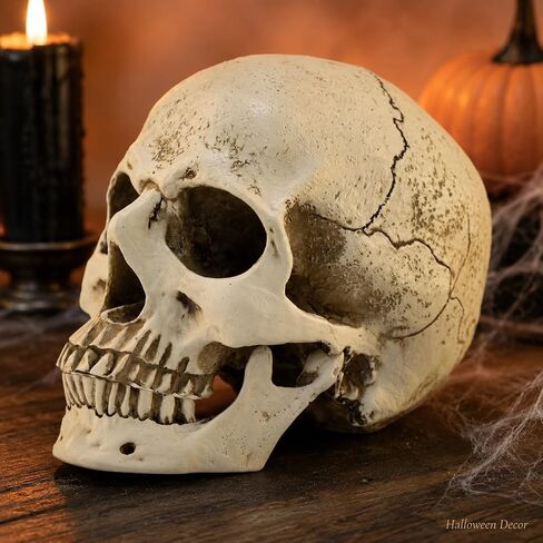 ENNAS 1:1 Resin Skull Head Model Simulation Skeleton Head Medical Skull Art Copy for Halloween Decor in Saudi Arabia