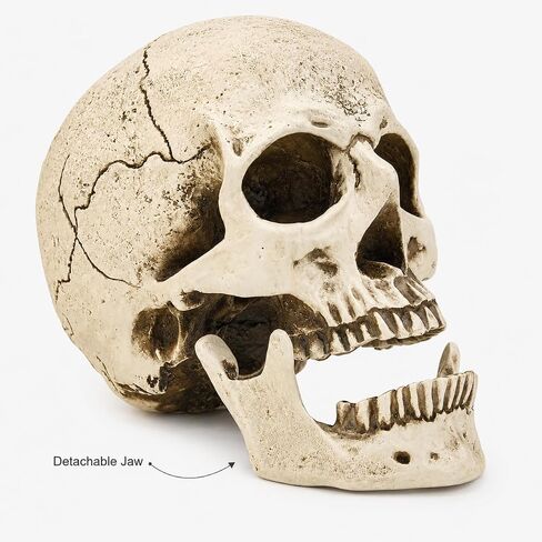 ENNAS 1:1 Resin Skull Head Model Simulation Skeleton Head Medical Skull Art Copy for Halloween Decor in Saudi Arabia