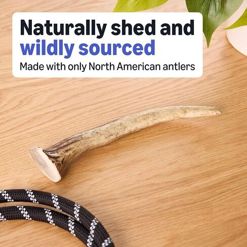 Amazon Basics Dog Deer Antler Chew, Naturally Shed, Whole, Large 8-9.5 inches, Long Lasting for Aggressive Chewers, Best for Dogs 30-45 lbs, 3.20 Ounce (Pack of 1) (Previously Wag) in Kuwait
