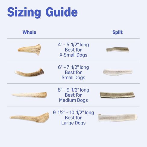 Amazon Basics Dog Deer Antler Chew, Naturally Shed, Whole, Large 8-9.5 inches, Long Lasting for Aggressive Chewers, Best for Dogs 30-45 lbs, 3.20 Ounce (Pack of 1) (Previously Wag) in Kuwait