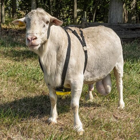 Premier 1 Nylon Marking Harness for Sheep Breeding in Saudi Arabia