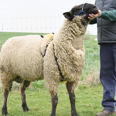 Premier 1 Nylon Marking Harness for Sheep Breeding in Saudi Arabia