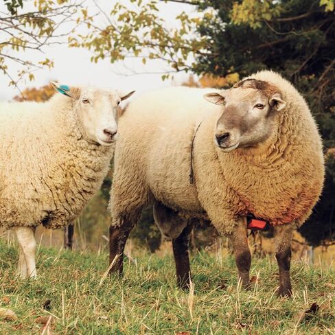 Premier 1 Nylon Marking Harness for Sheep Breeding in Saudi Arabia
