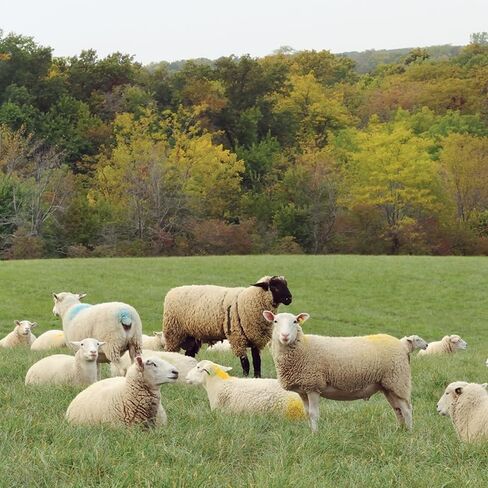 Premier 1 Nylon Marking Harness for Sheep Breeding in Saudi Arabia
