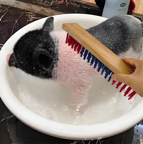 2PCS Pig Enrichment Toy, 11.8" 2-in-1 Self-Grooming & Scratch Brush for Mini Pigs, Cats & Dogs to Reduces Stress , Wooden Base with Wood Wax Oil Finish, Pre-Drilled Holes & 8 Screws, Firm Bristles in Kuwait