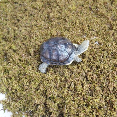 Tortoise Substrate for Burrowing – 5oz Soil Mix with Moss, Moisturizing Terrarium Habitat Bedding for Reptile, Humidity Retaining Enclosure Substrate in Saudi Arabia