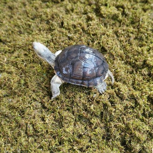 Tortoise Substrate for Burrowing – 5oz Soil Mix with Moss, Moisturizing Terrarium Habitat Bedding for Reptile, Humidity Retaining Enclosure Substrate in Saudi Arabia